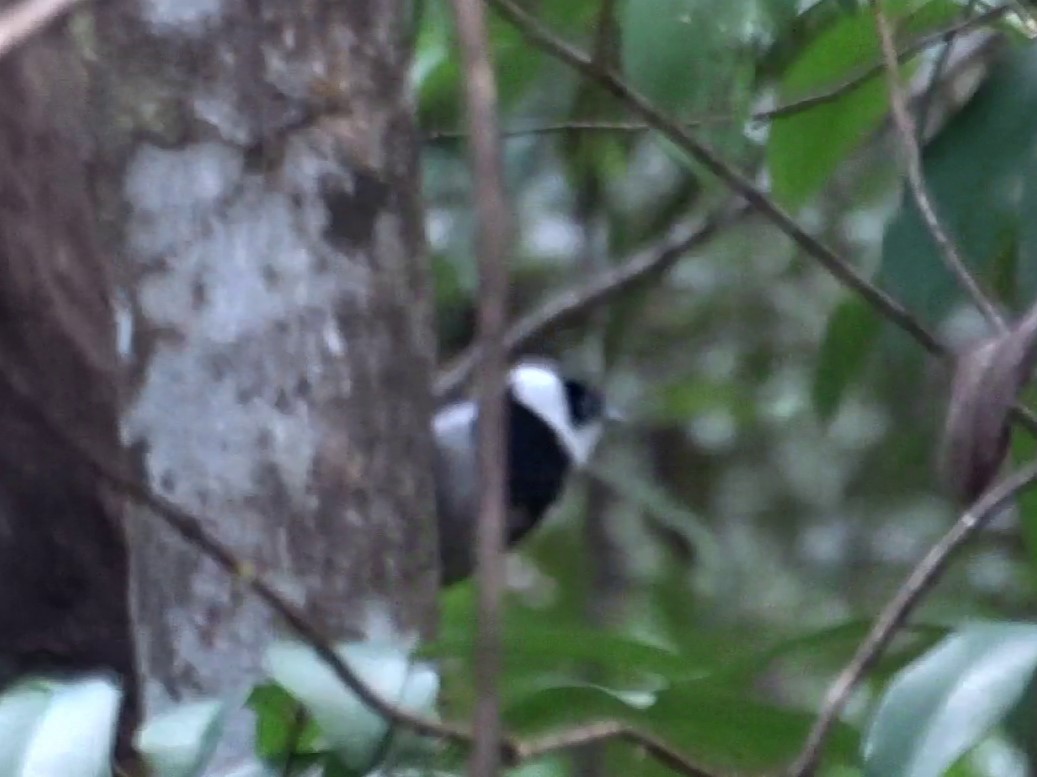 Pied Monarch - ML608669496