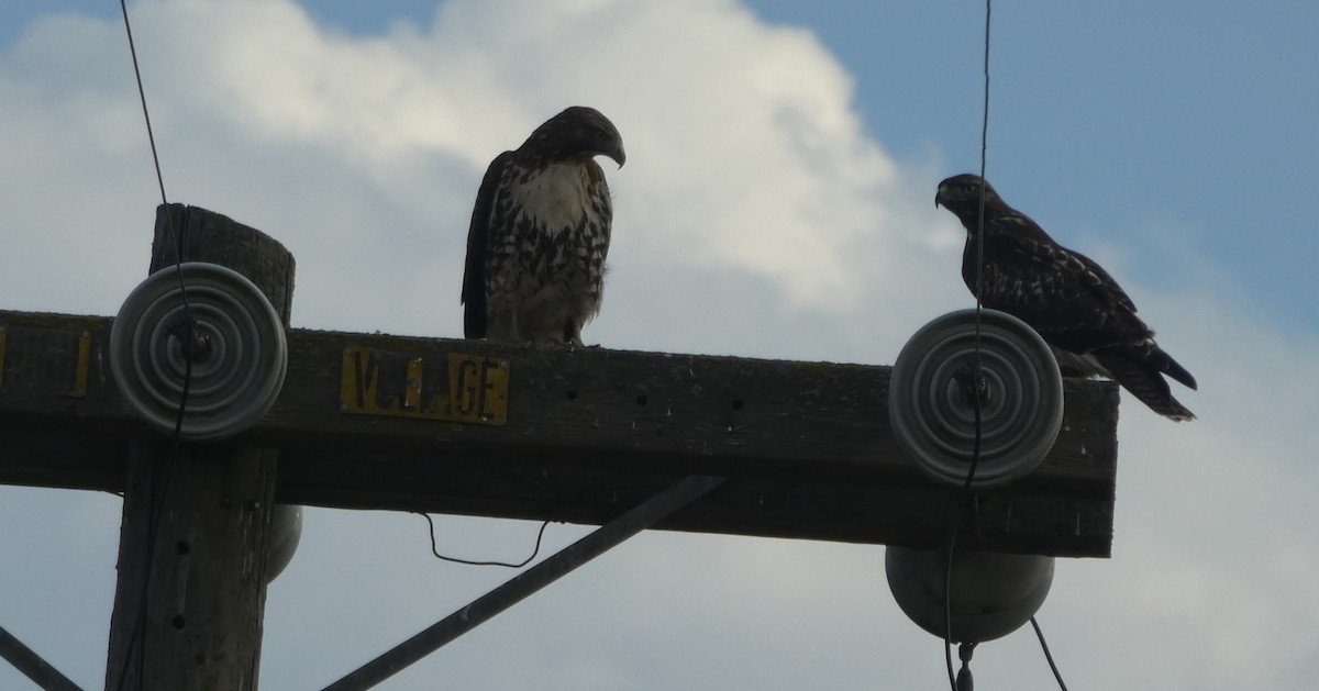 Red-tailed Hawk - ML608669511