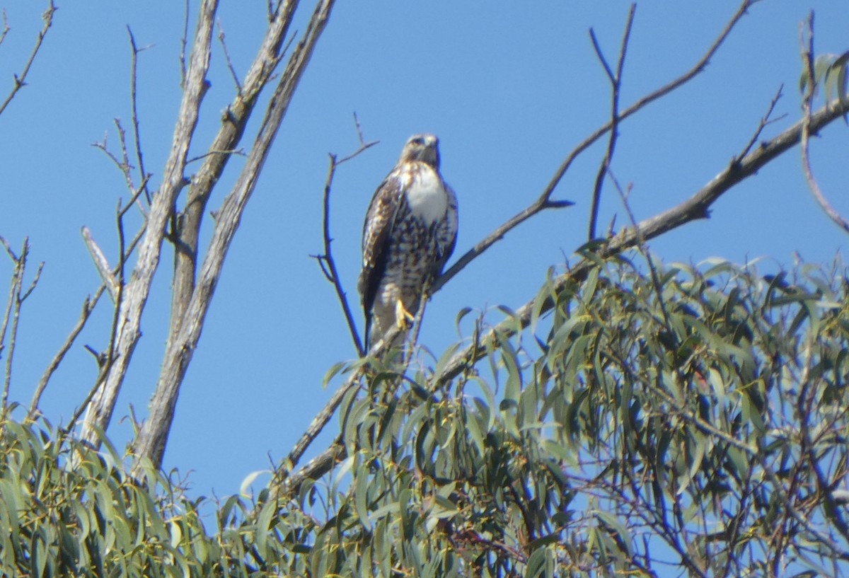 Red-tailed Hawk - ML608669514