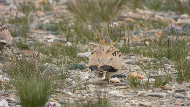 Tibetan Sandgrouse - ML608669550