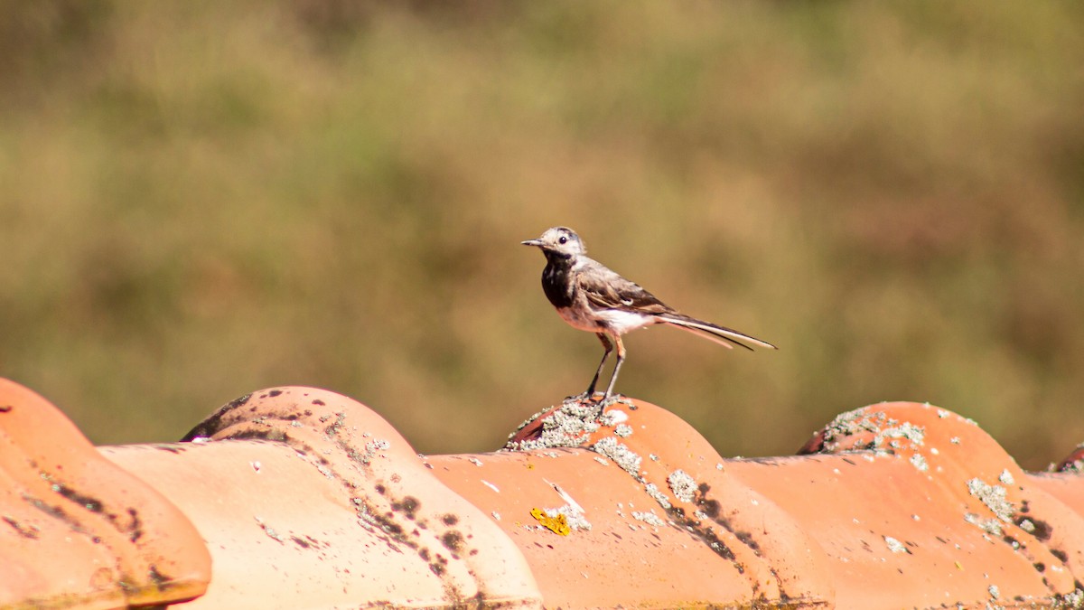 White Wagtail - ML608669562