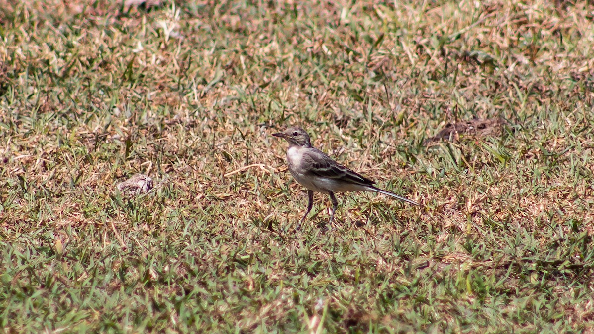 White Wagtail - Samet Tekin