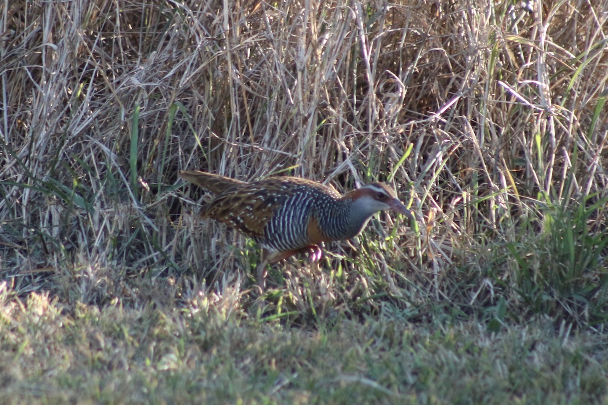 Buff-banded Rail - ML608669601