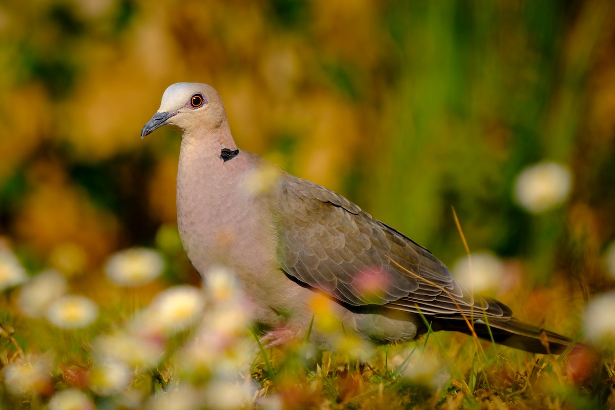 Red-eyed Dove - ML608669636
