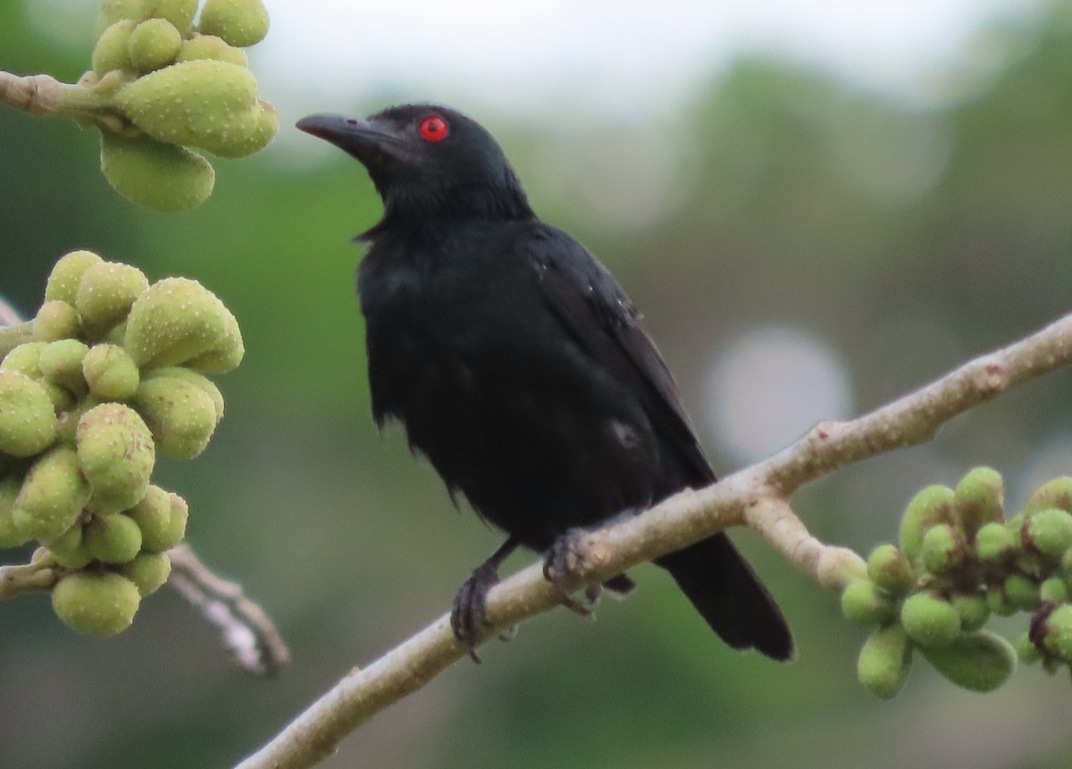 Asian Glossy Starling - ML608669711