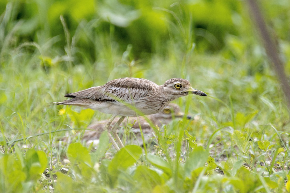 Indian Thick-knee - Pete Harvey