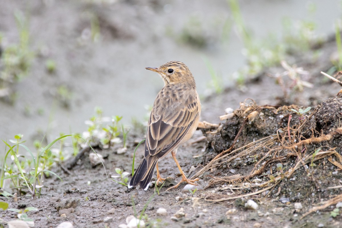 Paddyfield Pipit - ML608669725