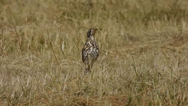 Groundscraper Thrush - ML608669737