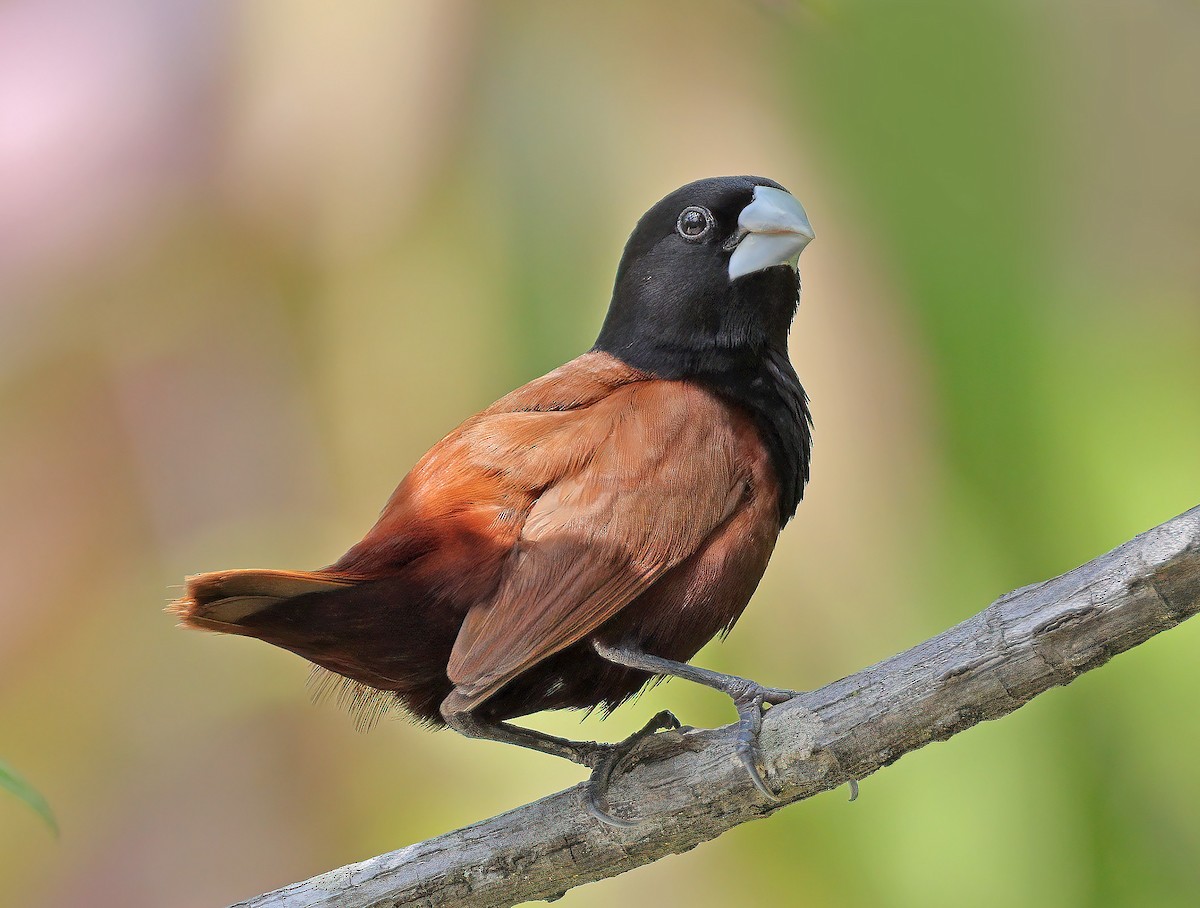 Chestnut Munia - sheau torng lim