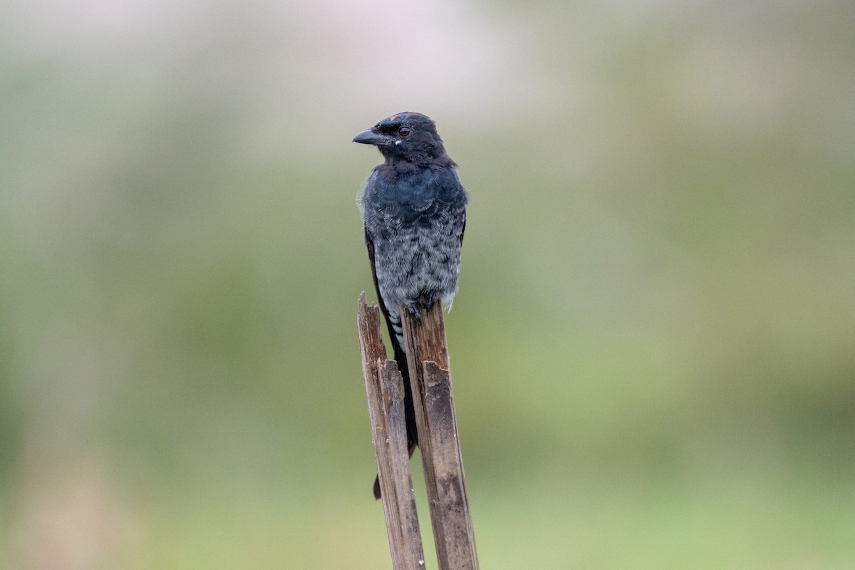 Black Drongo - Pete Harvey