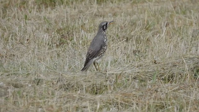 Groundscraper Thrush - ML608669809