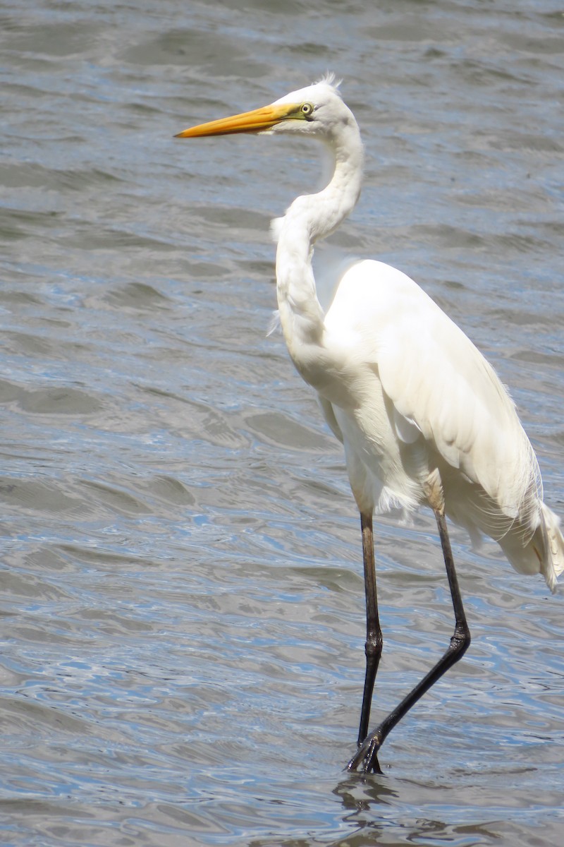 Great Egret (modesta) - Jemaine Mulcahy