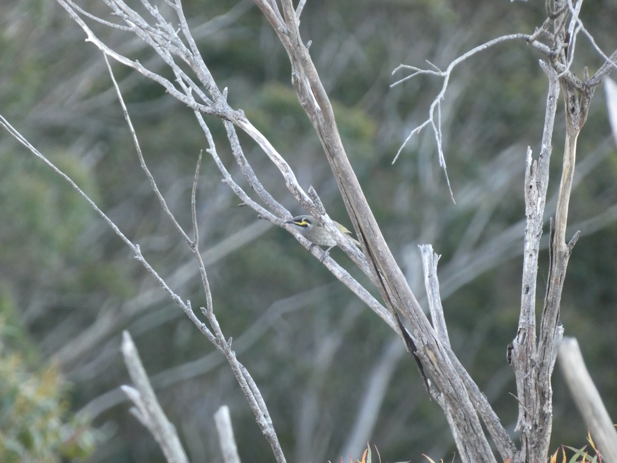 Yellow-faced Honeyeater - ML608669858