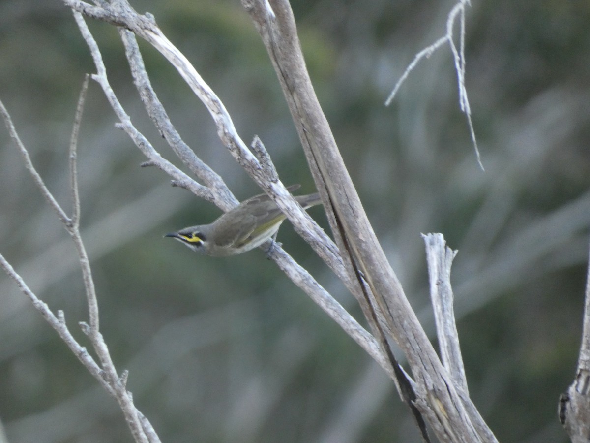 Yellow-faced Honeyeater - ML608669859