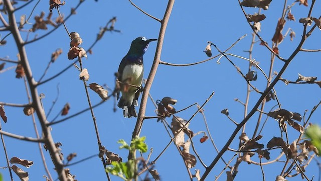 White-breasted Sunbird - ML608669912