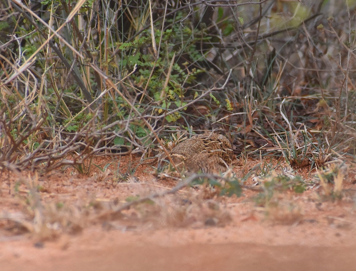 Jungle Bush-Quail - Anand Birdlife