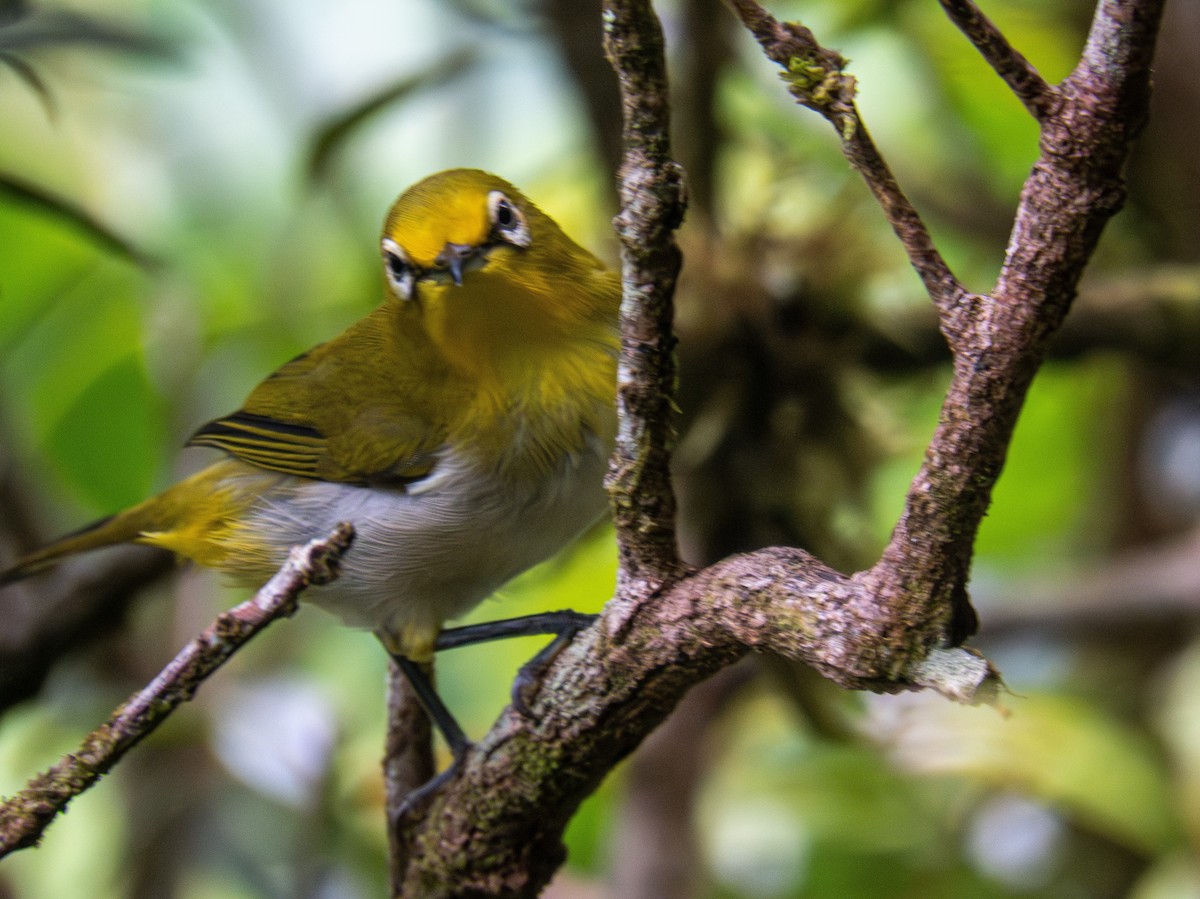 Warbling White-eye - ML608670041
