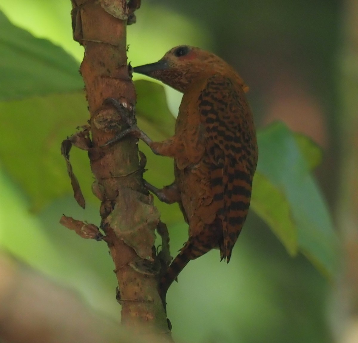 Rufous Woodpecker - ML608670064