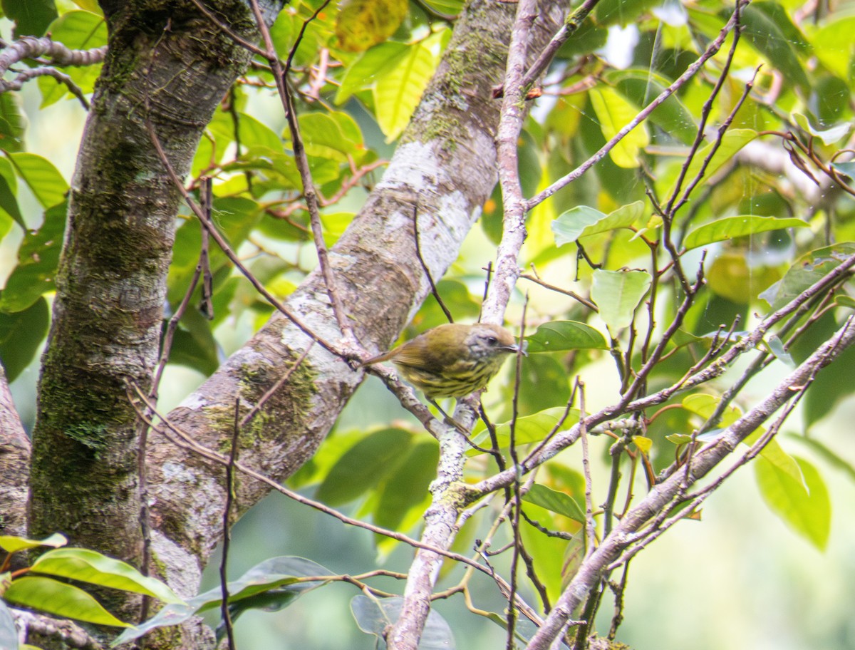 Palawan-Streifenbrillenvogel - ML608670065