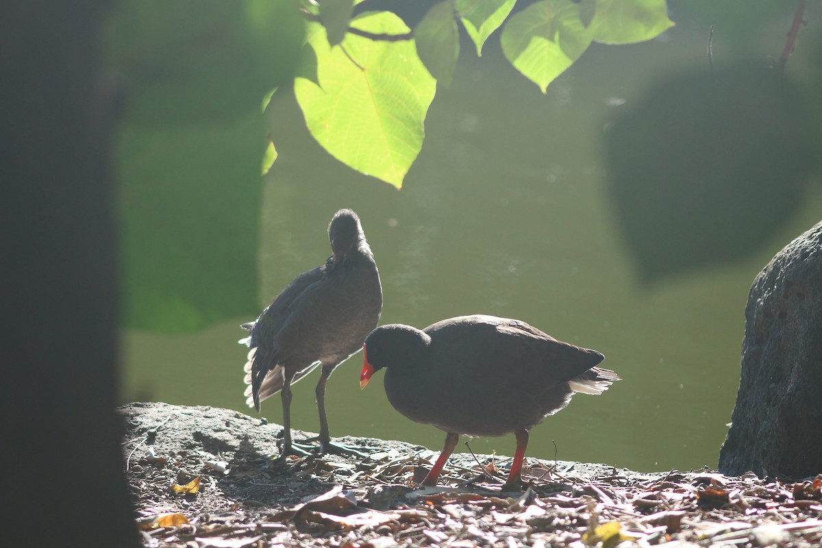 Dusky Moorhen - ML608670122