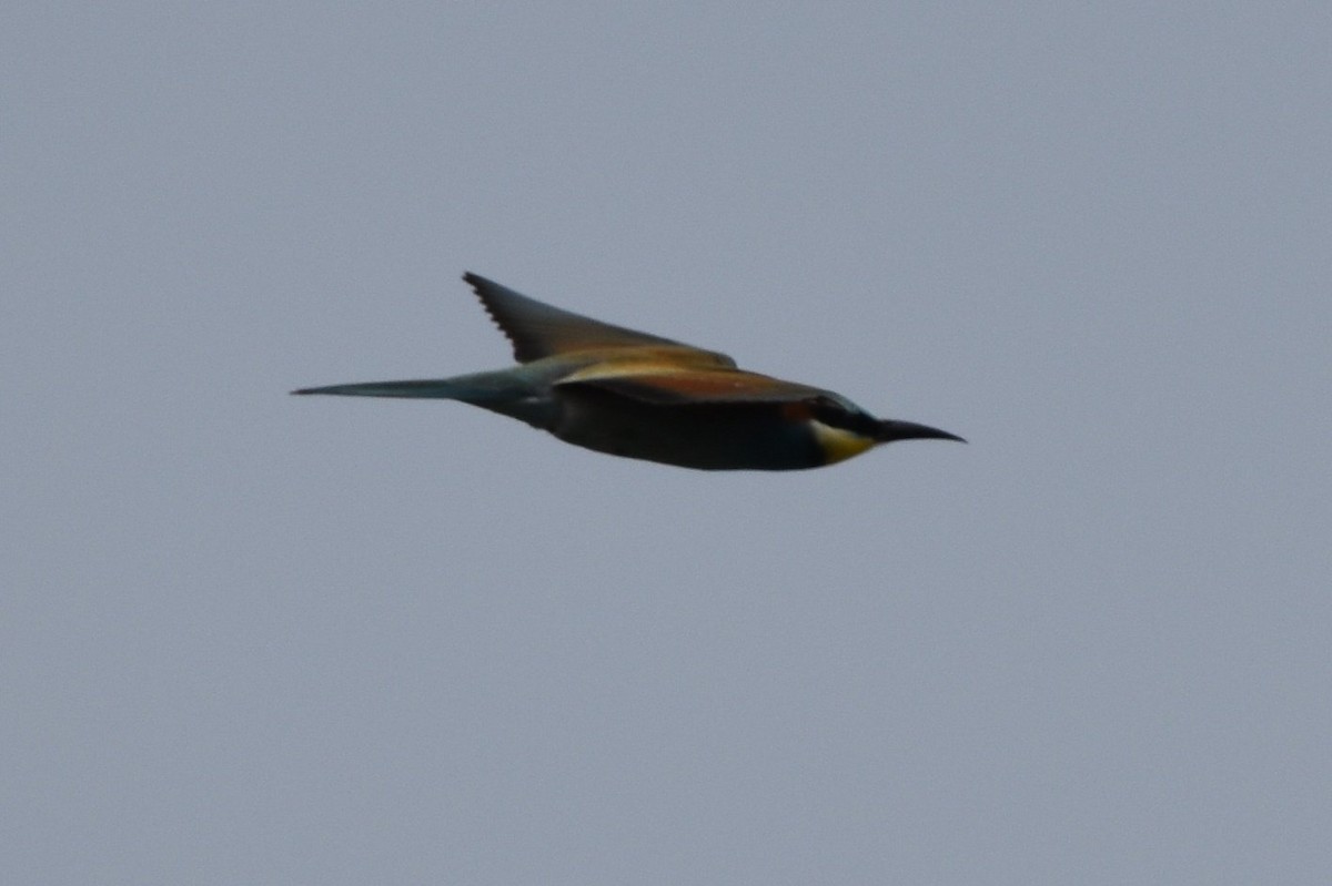 European Bee-eater - ML608670126