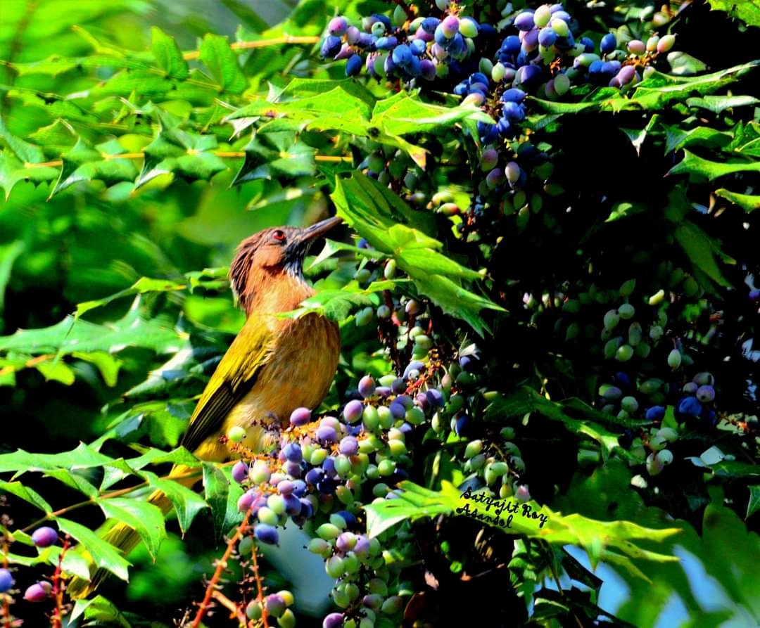 Mountain Bulbul - ML608670195