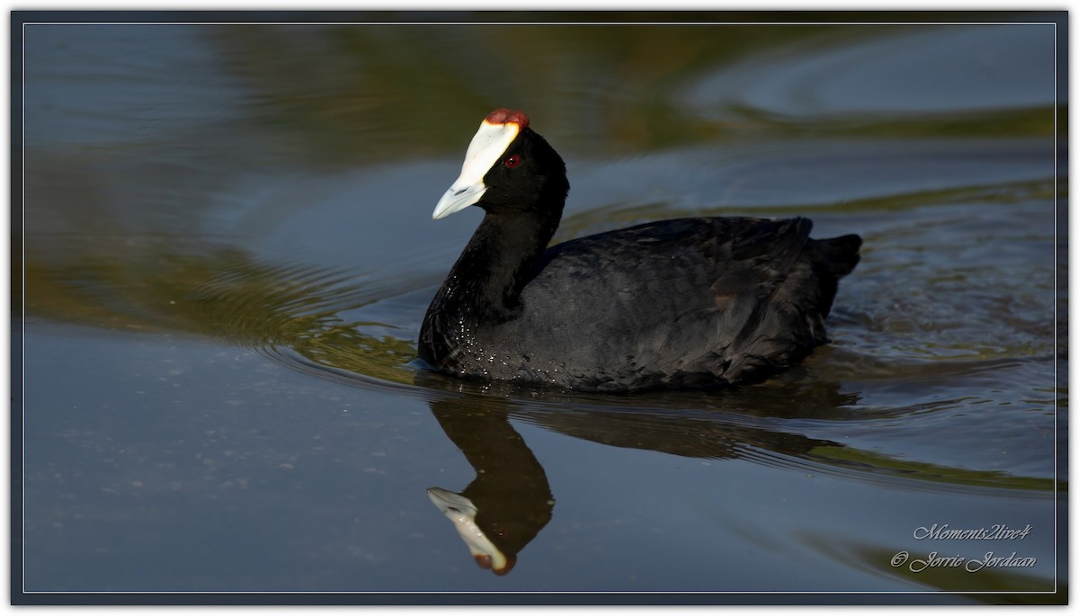 Red-knobbed Coot - ML608670237