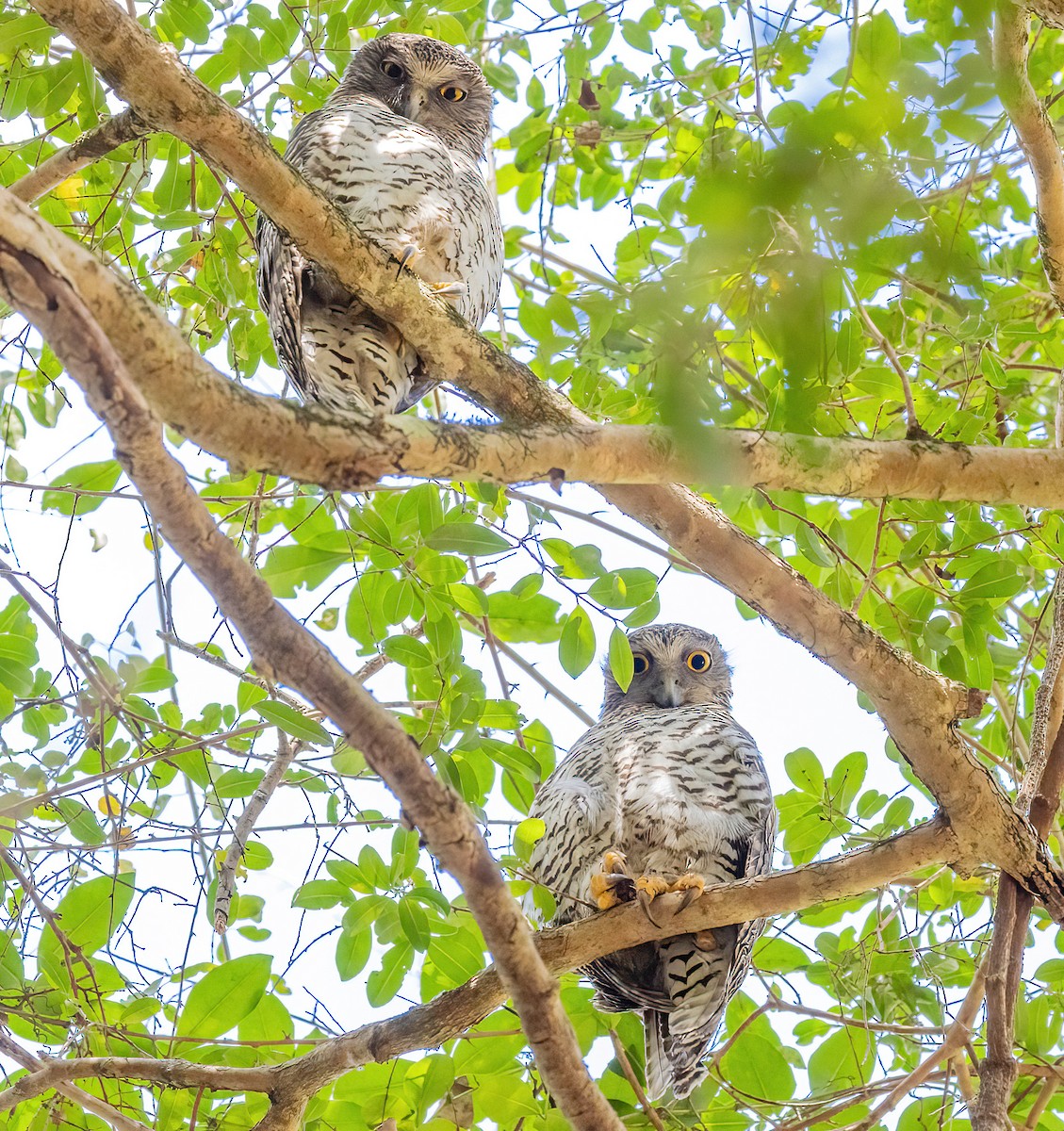 Powerful Owl - Catherine Pillans