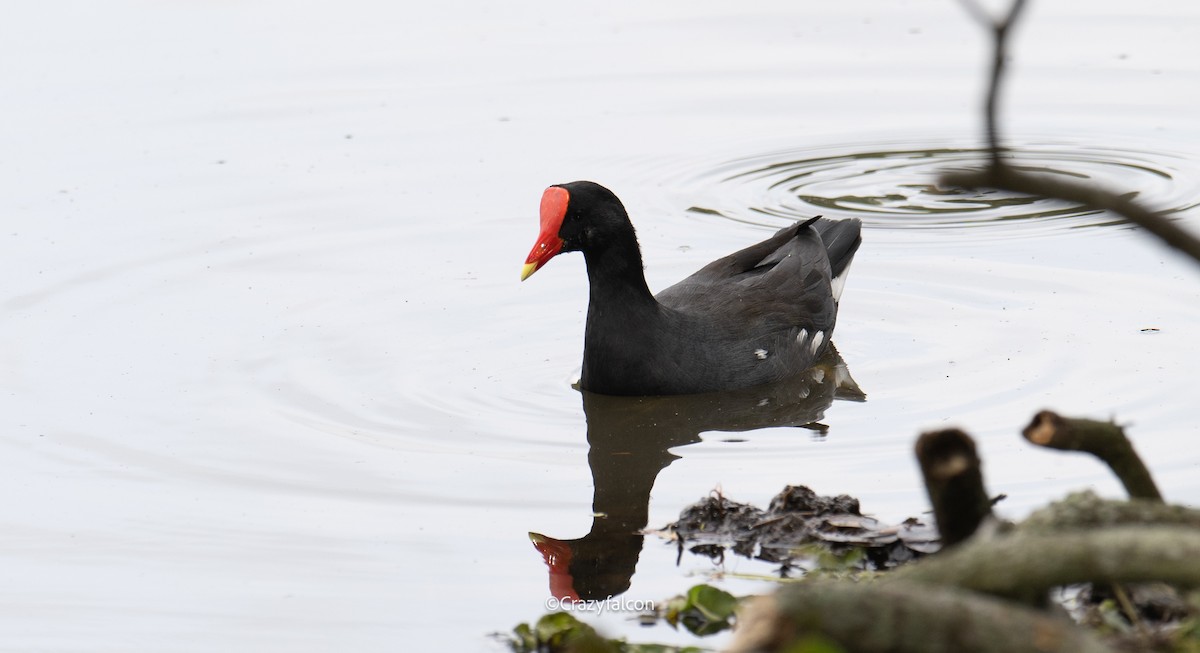 Common Gallinule - ML608670367