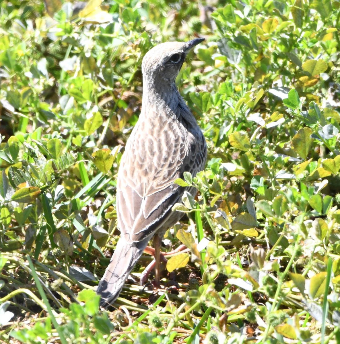 Brown Songlark - ML608670375