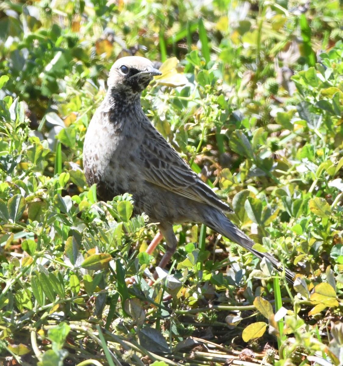 Brown Songlark - ML608670378