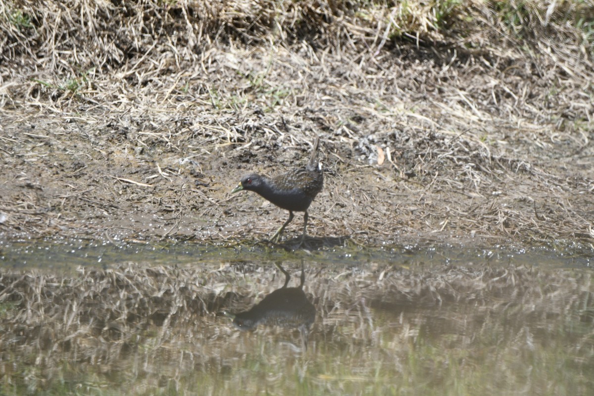 Australian Crake - ML608670396