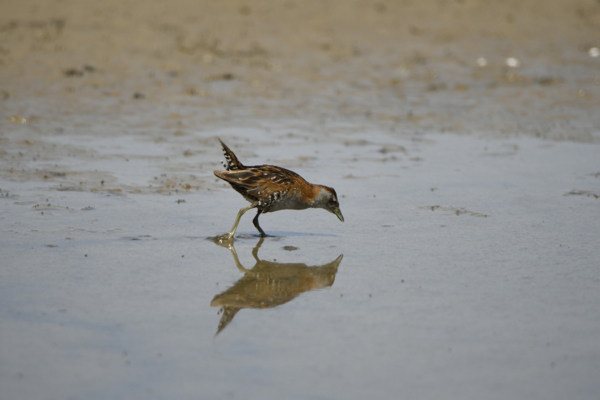 Baillon's Crake - ML608670421