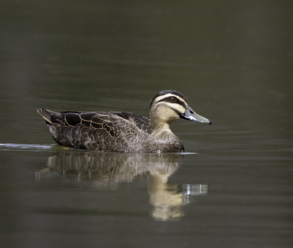 Pacific Black Duck - ML608670501