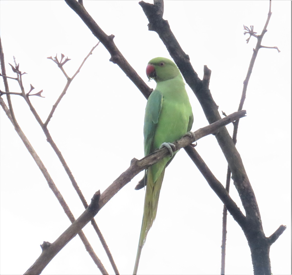 Rose-ringed Parakeet - ML608670528