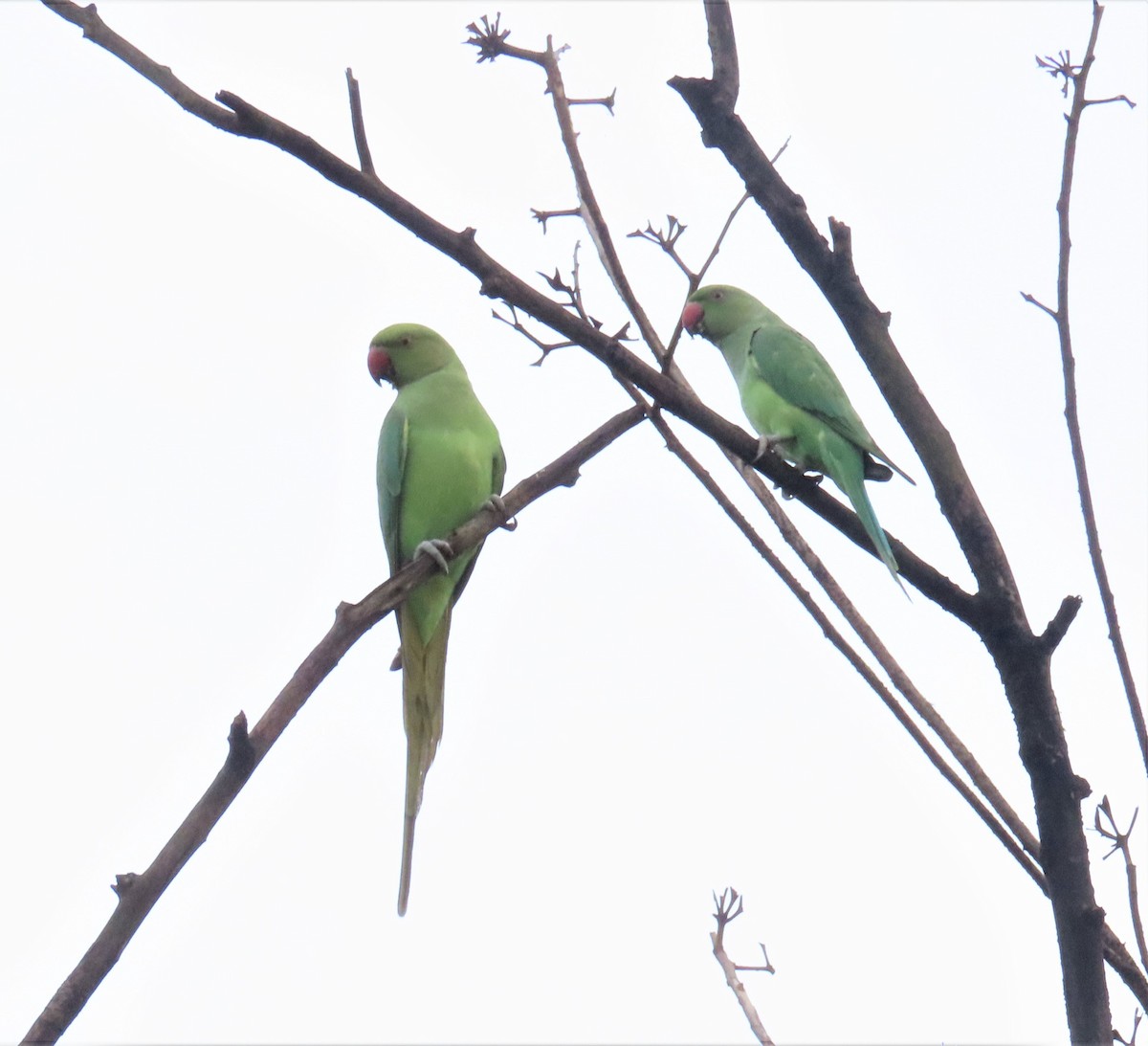 Rose-ringed Parakeet - ML608670529