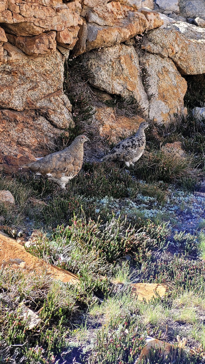 Lagopède à queue blanche - ML608670661