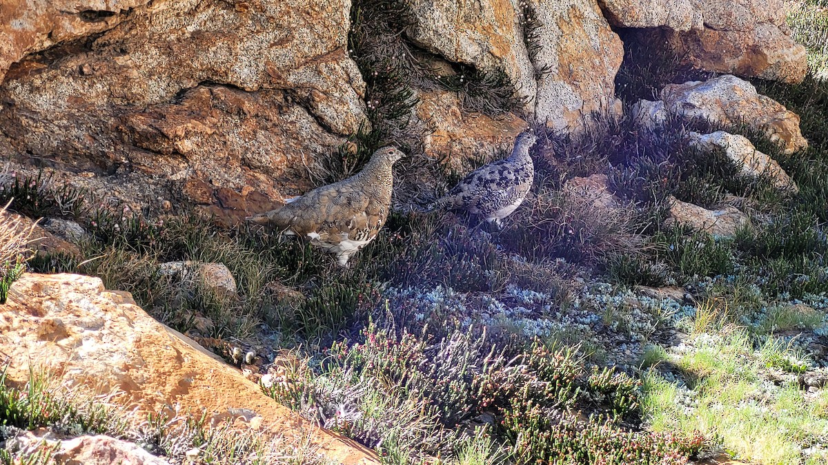 White-tailed Ptarmigan - ML608670662