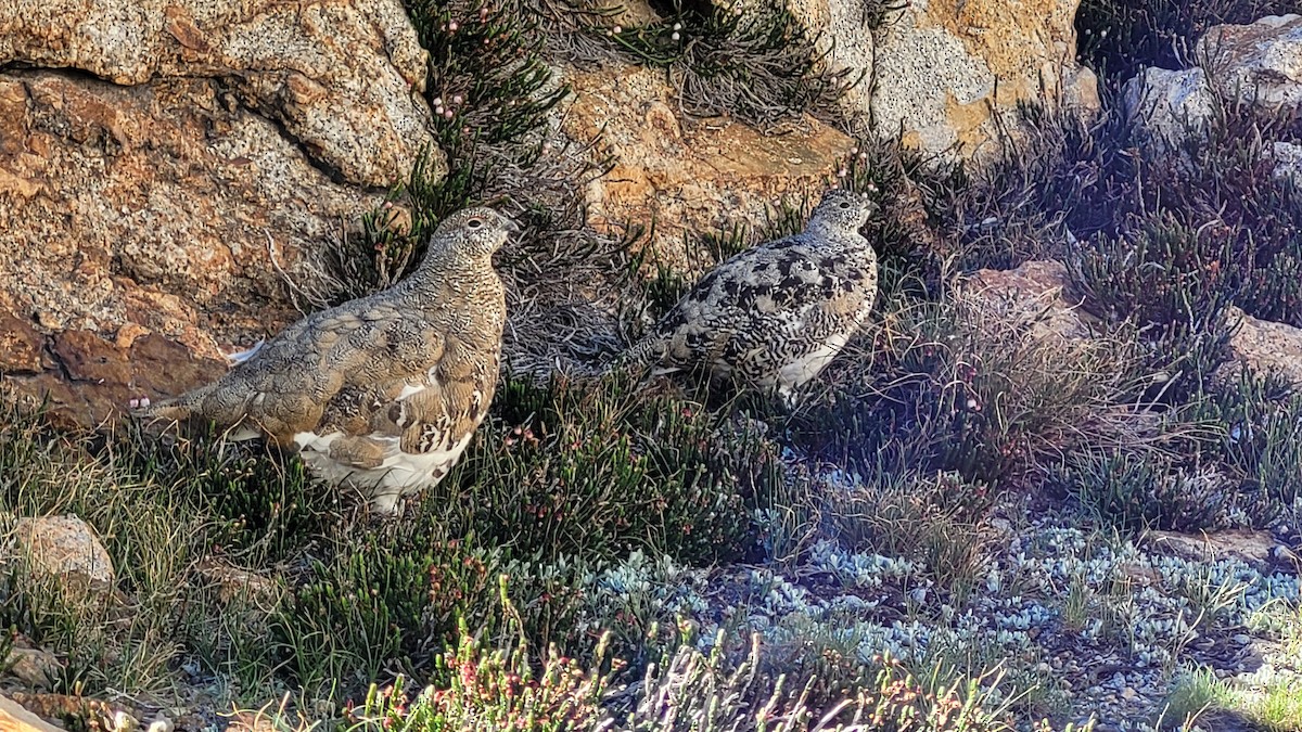 Weißschwanz-Schneehuhn - ML608670665