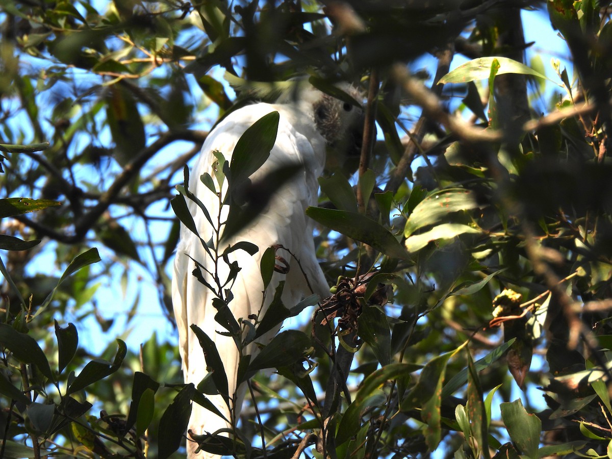 Sulphur-crested Cockatoo - ML608670775