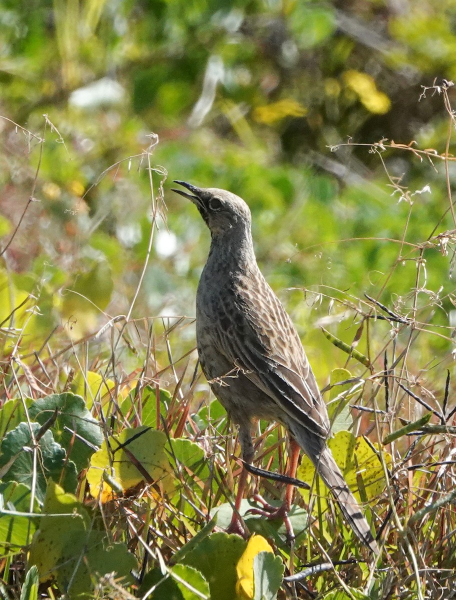 Brown Songlark - ML608670800