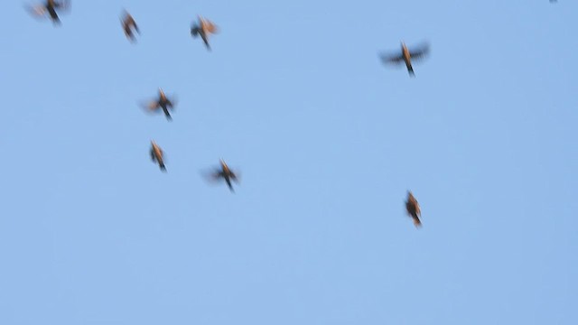 Grosbeak Weaver - ML608670819