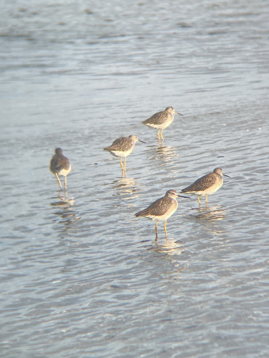 Greater Yellowlegs - ML608670868