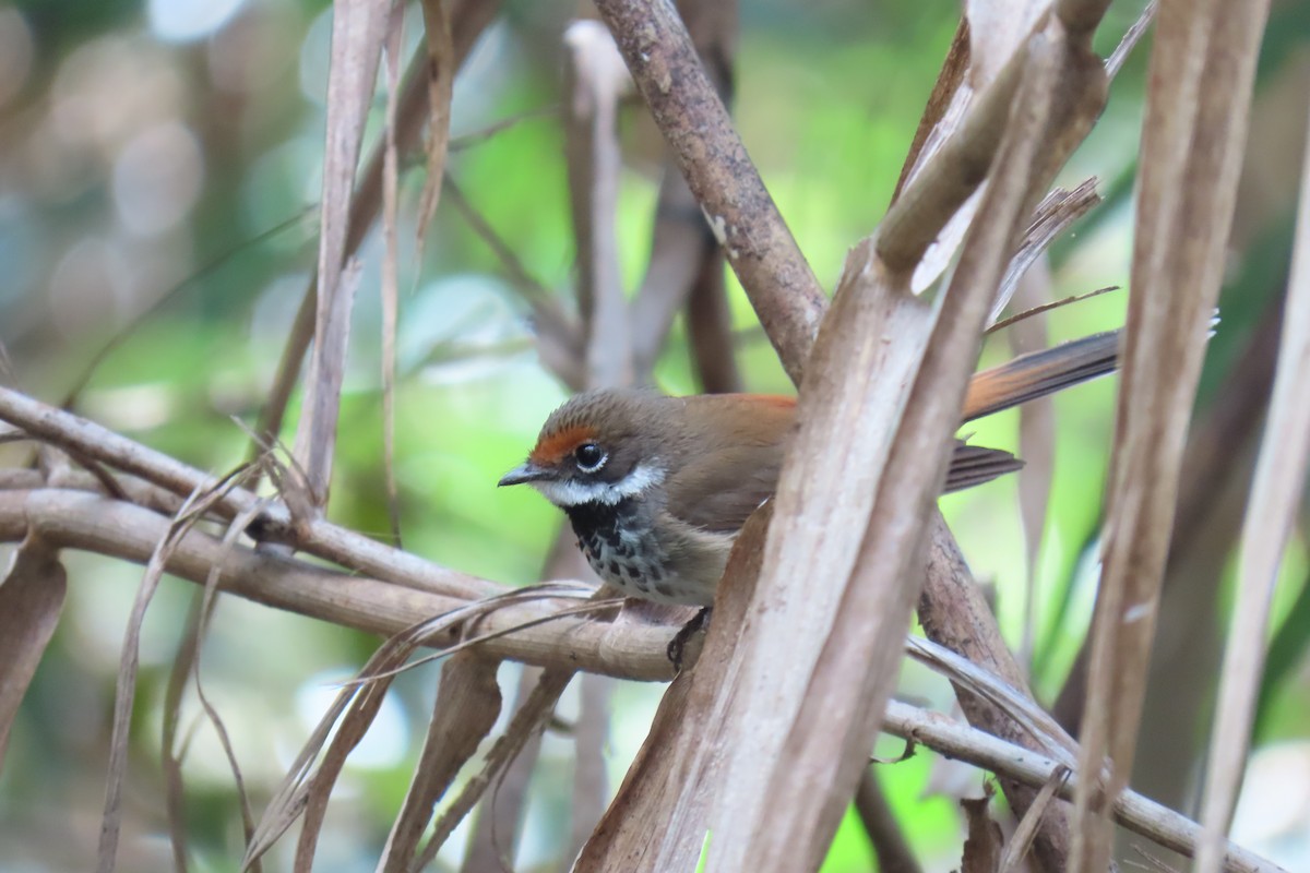 Australian Rufous Fantail - ML608670879