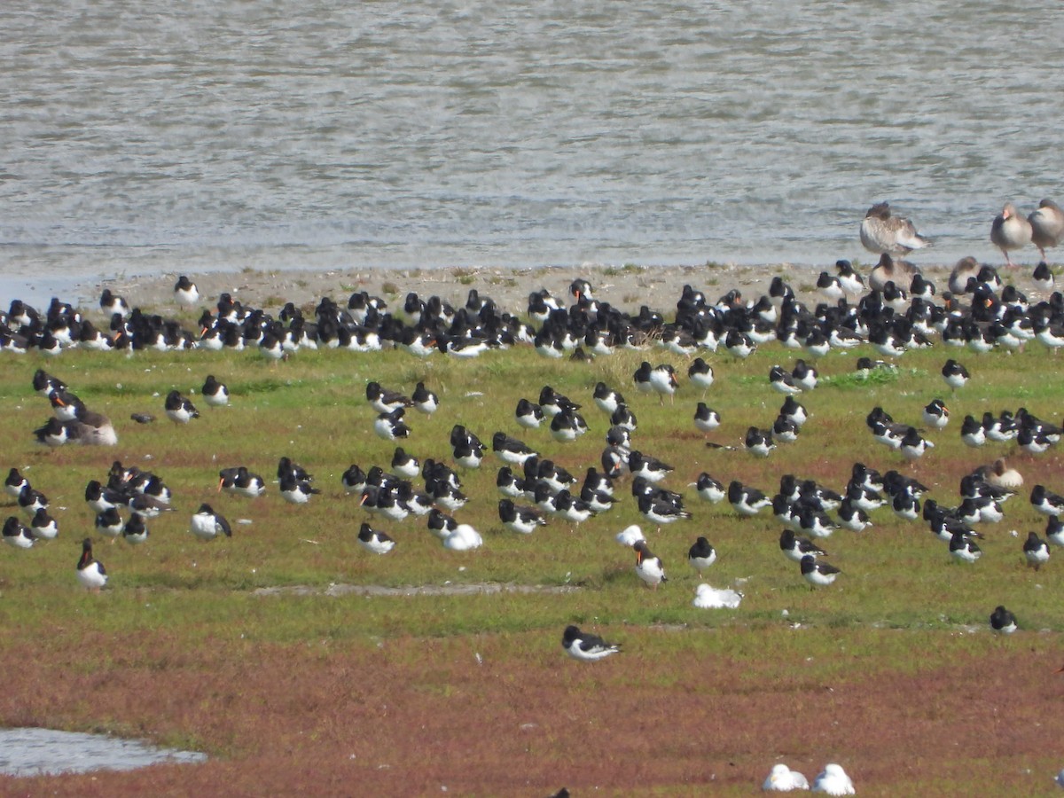 Eurasian Oystercatcher - ML608670891