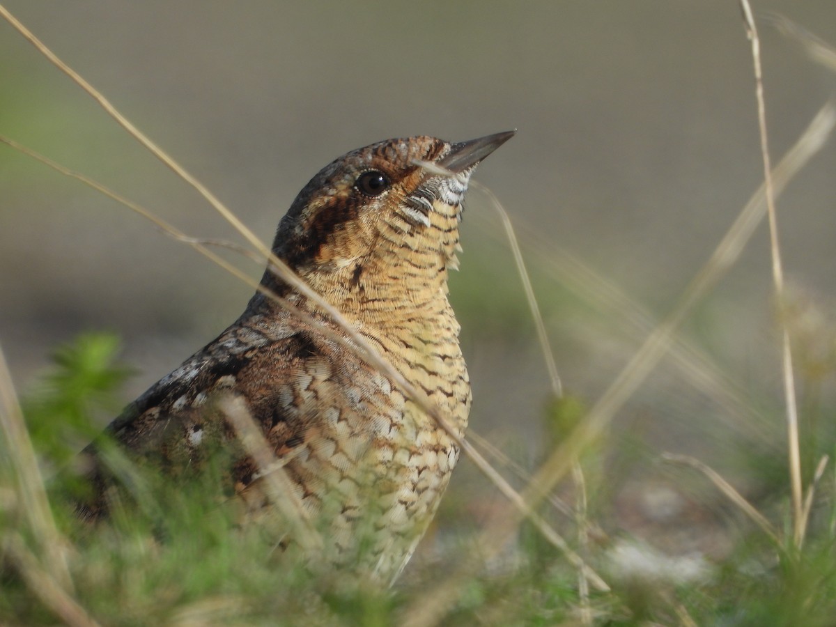 Eurasian Wryneck - Lucas Bollingh