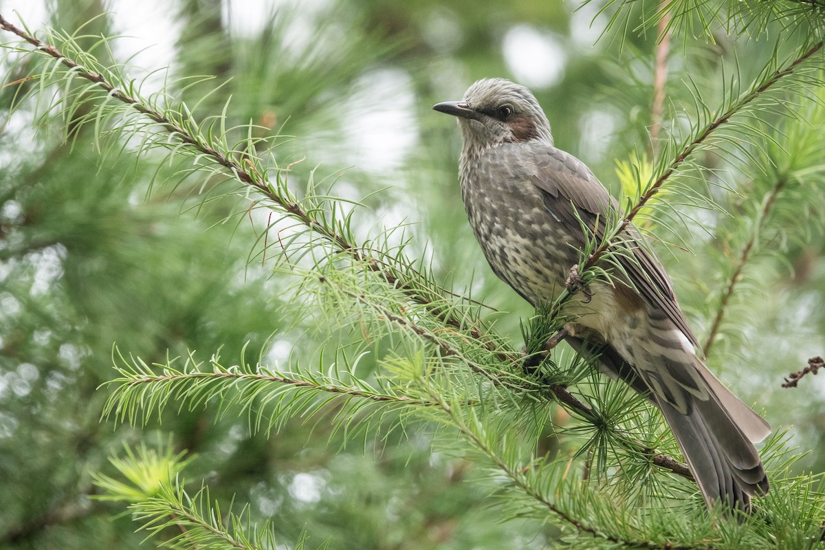 Brown-eared Bulbul - ML608670979