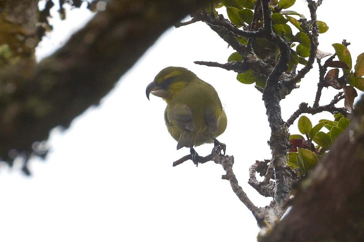 Maui Parrotbill - ML608670988