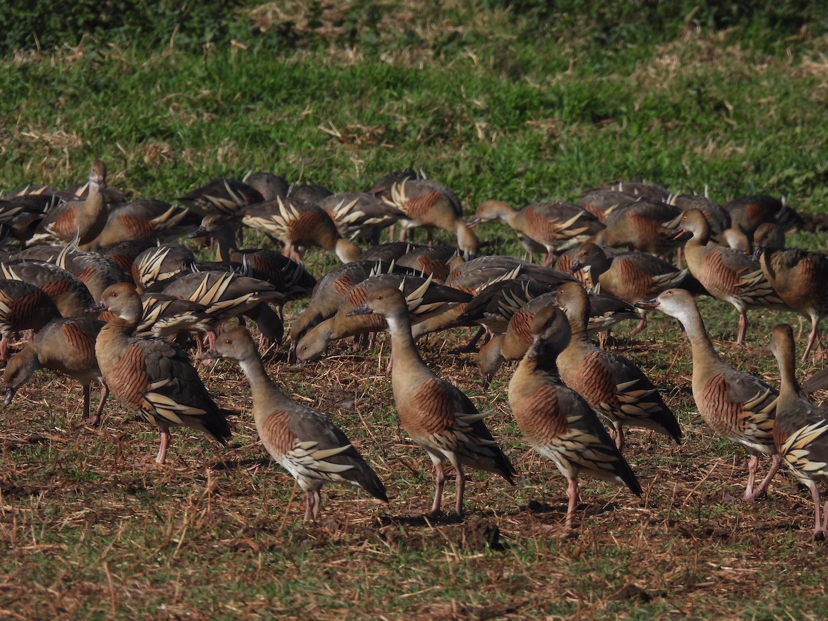 Plumed Whistling-Duck - ML608671004