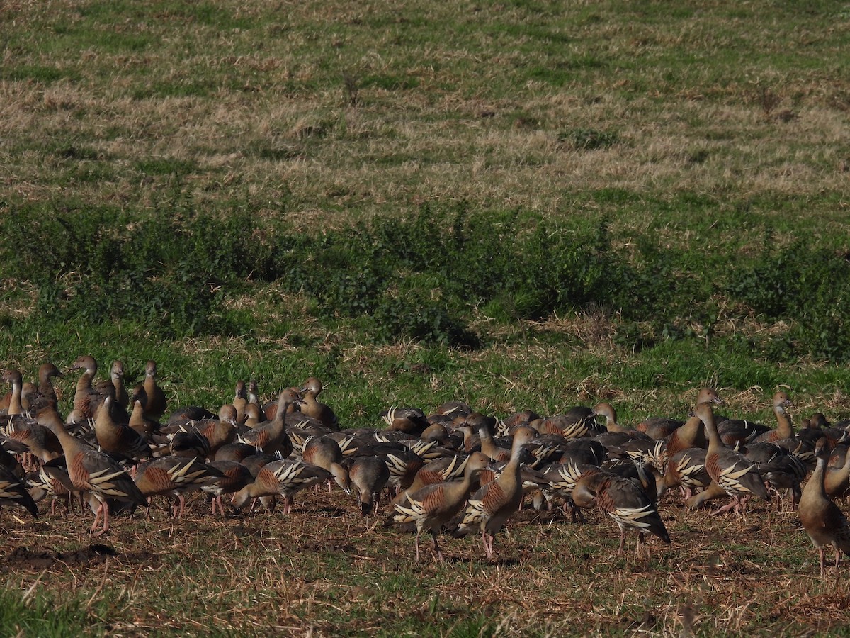 Plumed Whistling-Duck - ML608671006